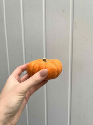 Dynia Jack Be Little