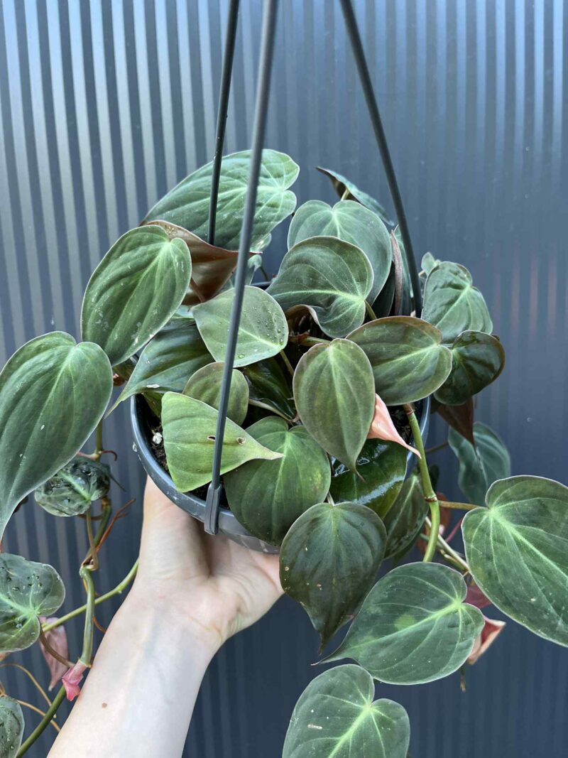 Philodendron Scandens Micans