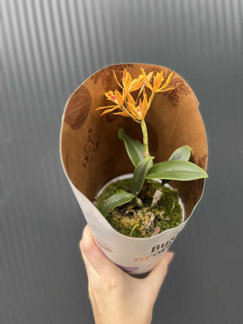 Epicatanthe Volcano Trick | Storczyk