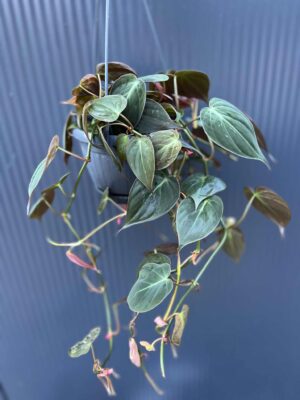 Philodendron Scandens Micans