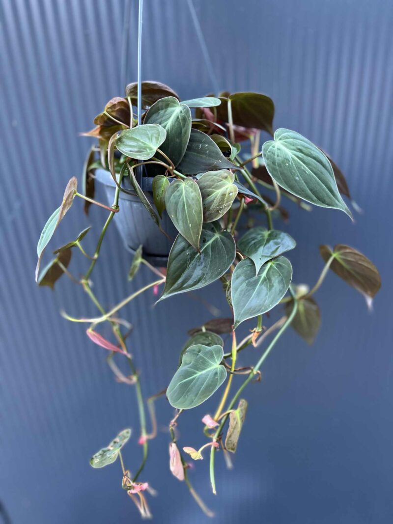 Philodendron Scandens Micans