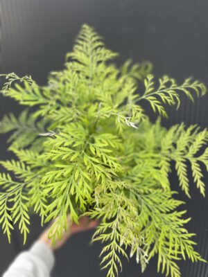 Grevillea robusta – Egzotyczne Drzewko Jedwabne