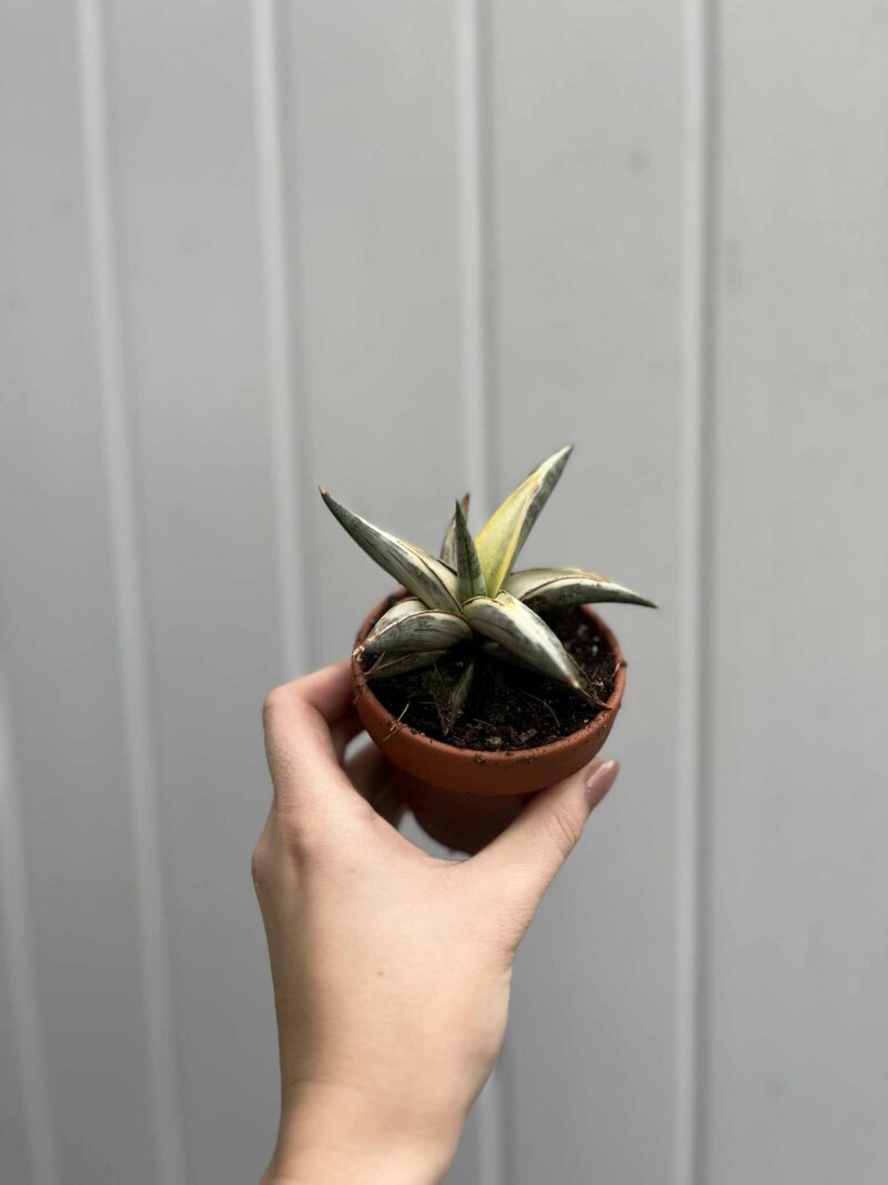 Sansevieria Lavranos Blue Clone