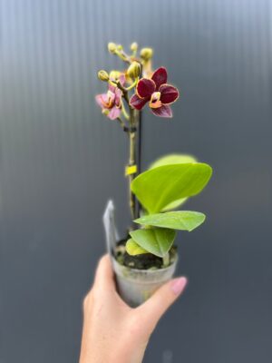 Phalaenopsis Sunrise Red Peoker ‘Esmee’ – maluszek | Storczyk