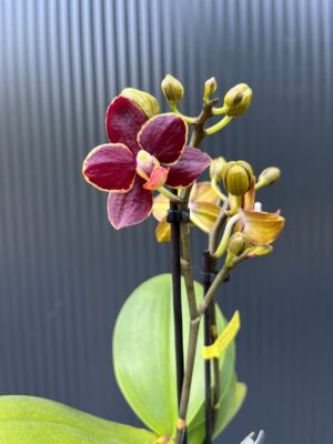 Phalaenopsis Sunrise Red Peoker ‘Esmee’ – maluszek | Storczyk