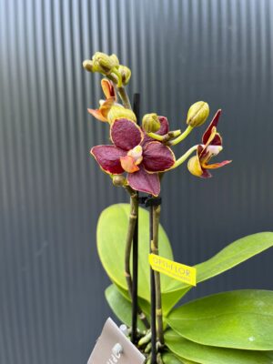 Phalaenopsis Sunrise Red Peoker ‘Esmee’ – maluszek | Storczyk