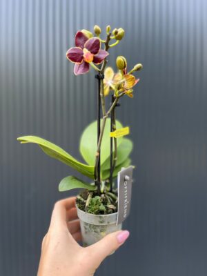 Phalaenopsis Sunrise Red Peoker ‘Esmee’ – maluszek | Storczyk