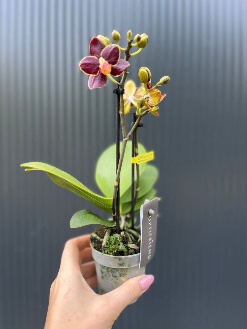 Phalaenopsis Sunrise Red Peoker ‘Esmee’ – maluszek | Storczyk