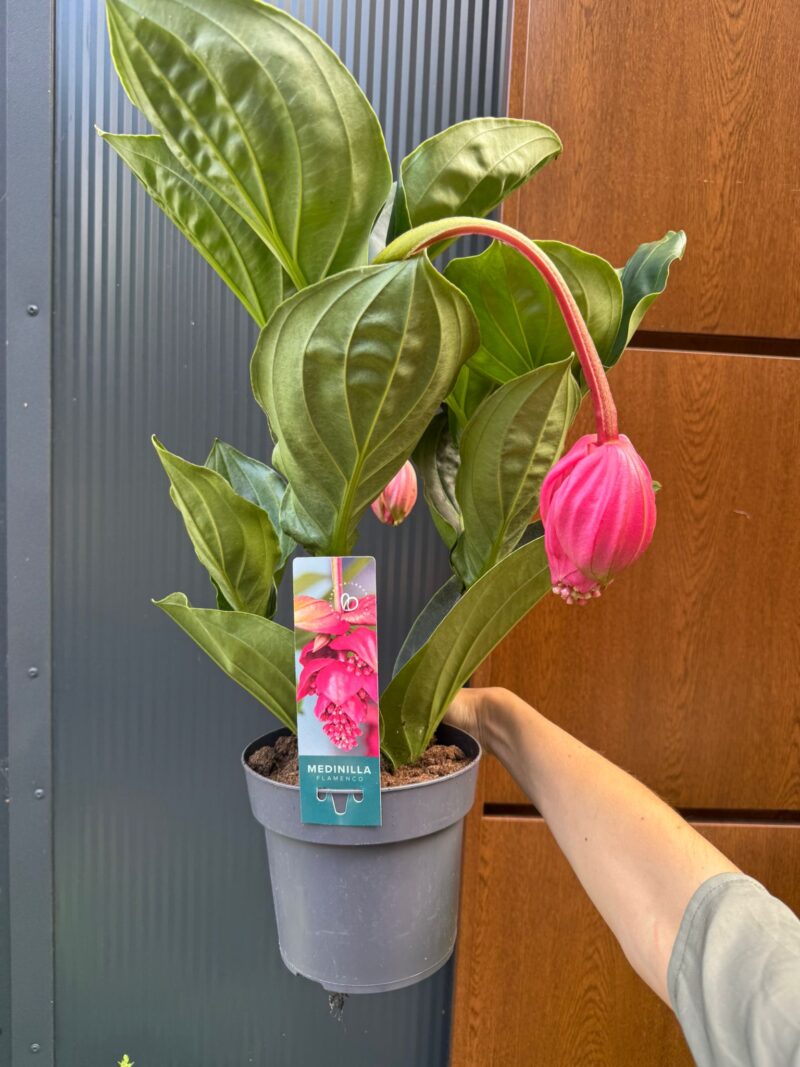 Medinilla ‘Flamenco’