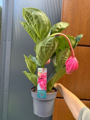 Medinilla ‘Flamenco’