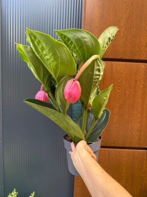 Medinilla ‘Flamenco’