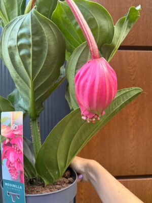 Medinilla ‘Flamenco’