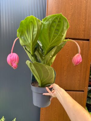 Medinilla ‘Flamenco’
