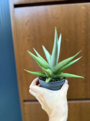 Sansevieria Chanin Crown