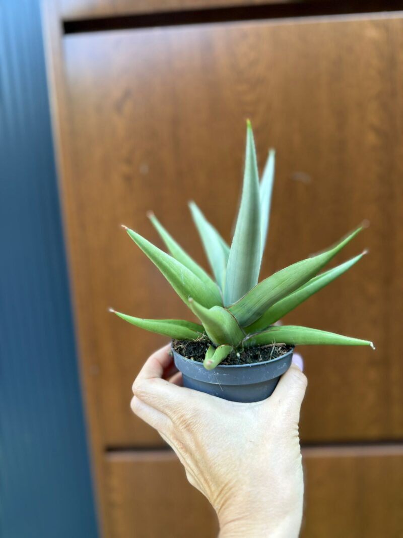 Sansevieria Chanin Crown