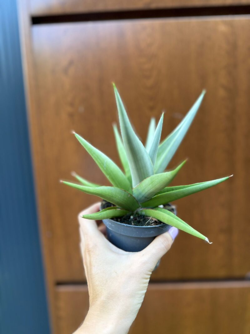 Sansevieria Chanin Crown