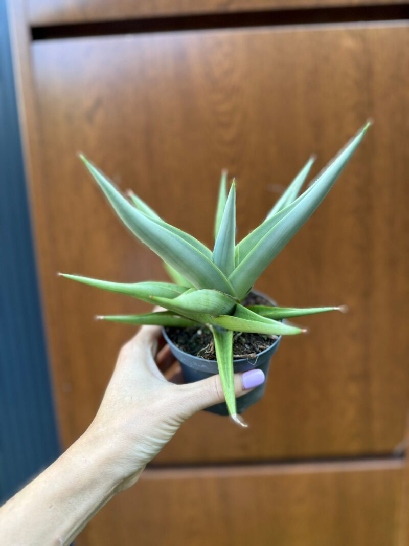 Sansevieria Chanin Crown