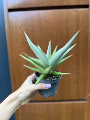 Sansevieria Chanin Crown