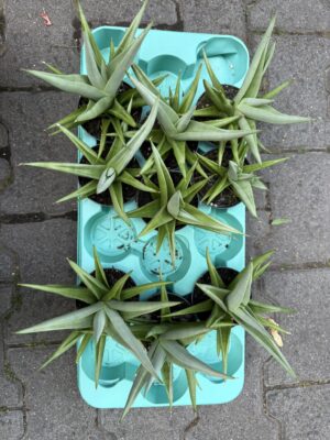 Sansevieria Chanin Crown