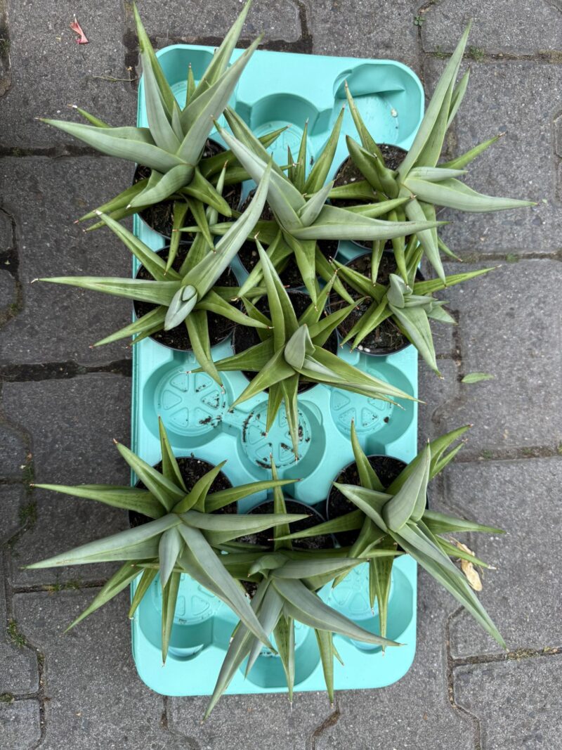 Sansevieria Chanin Crown