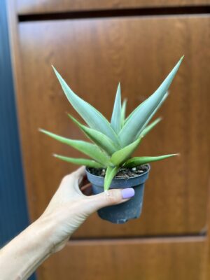 Sansevieria Chanin Crown