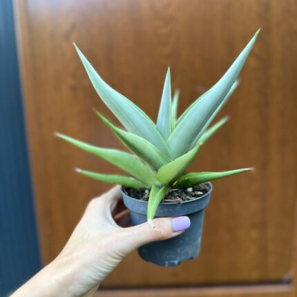 Sansevieria Chanin Crown