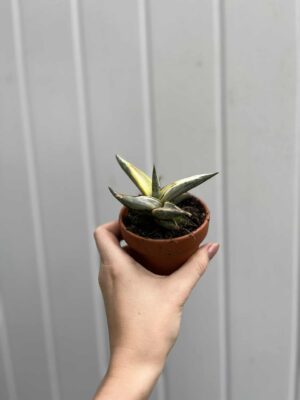 Sansevieria Lavranos Blue Clone