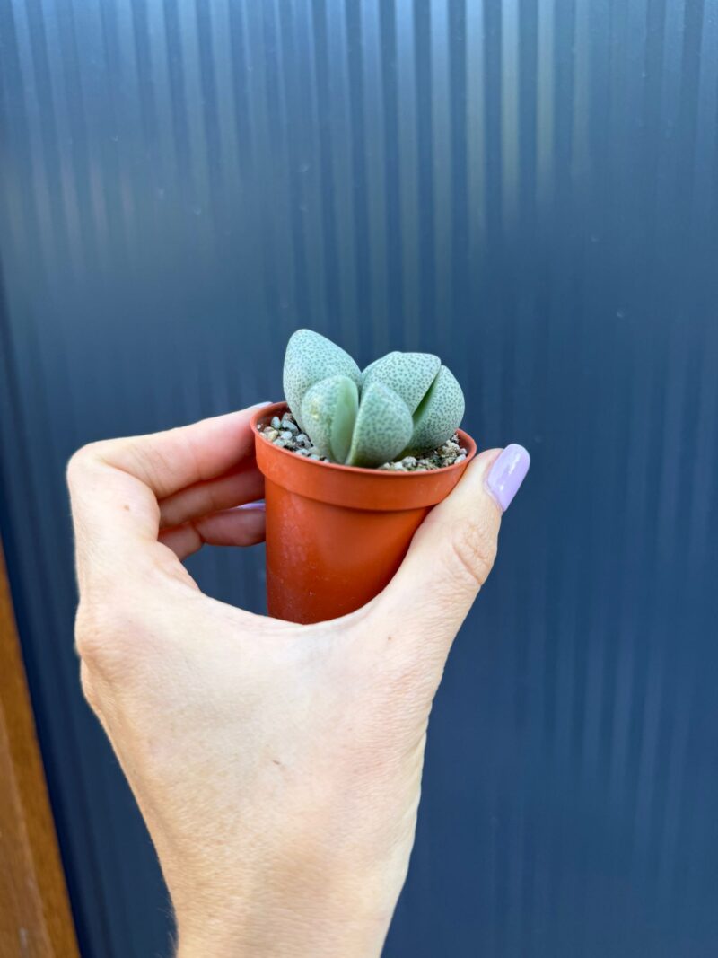 Lithops spp. & Pleiospilos nelii | Żywe Kamienie