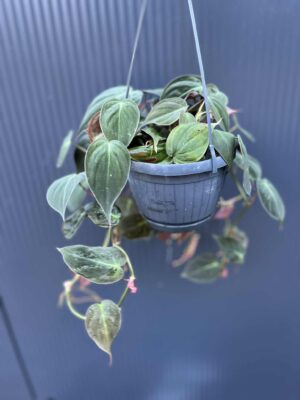 Philodendron Scandens Micans