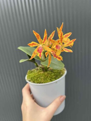 Epicatanthe Volcano Trick | Storczyk