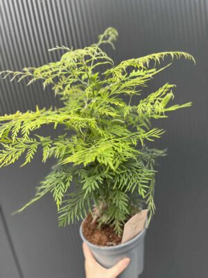 Grevillea robusta – Egzotyczne Drzewko Jedwabne