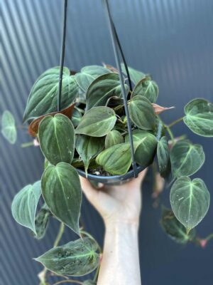 Philodendron Scandens Micans