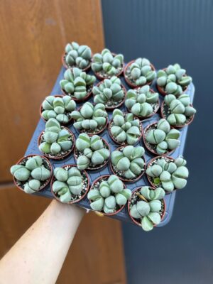 Lithops spp. & Pleiospilos nelii | Żywe Kamienie