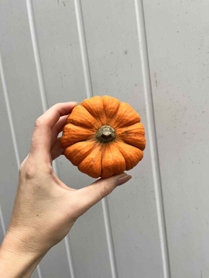 Dynia Jack Be Little