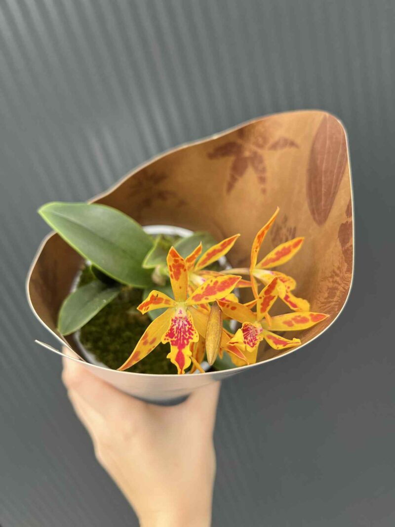 Epicatanthe Volcano Trick | Storczyk