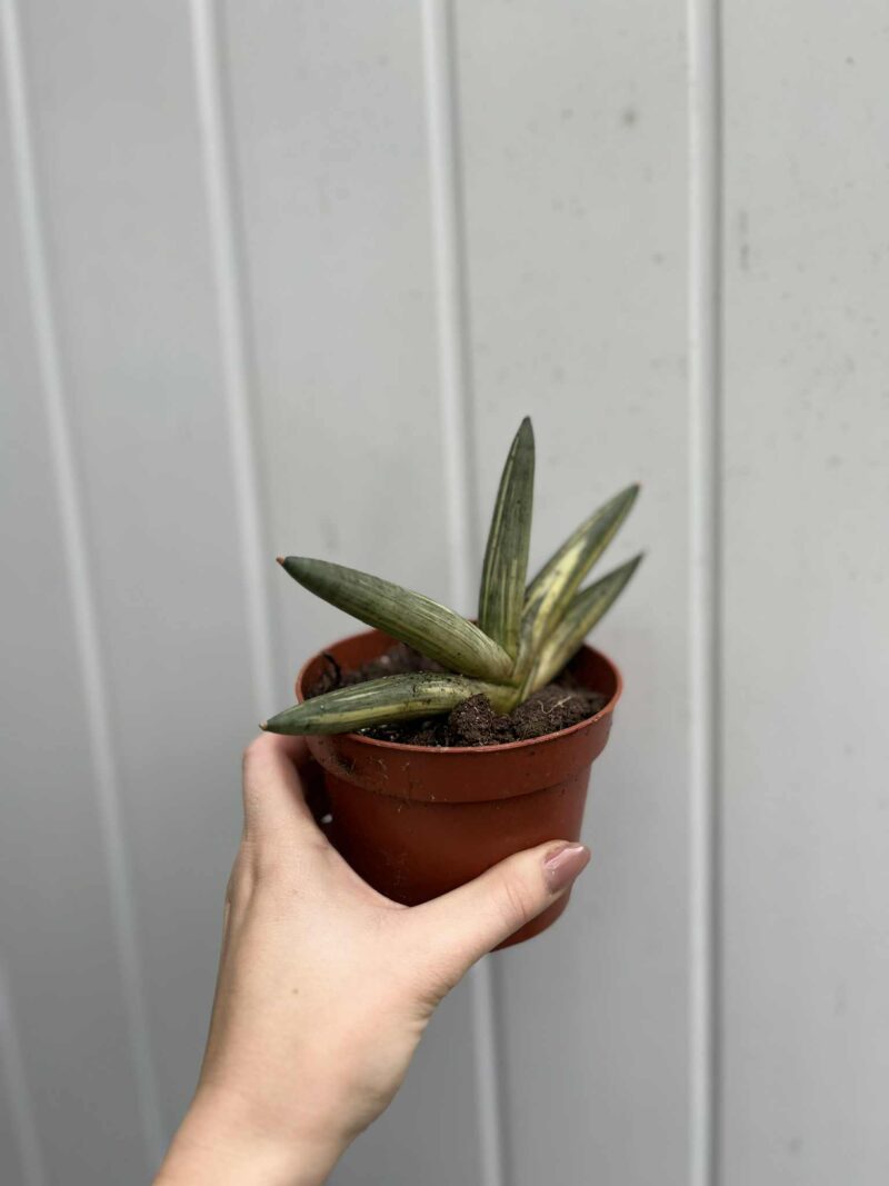 Sansevieria Boncel Variegata