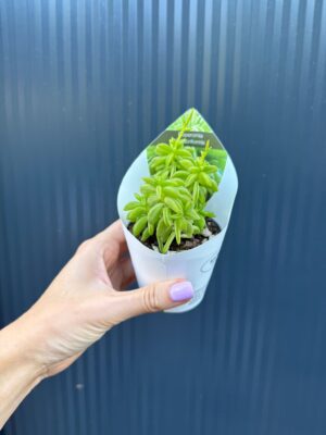 Peperomia dolabriformis