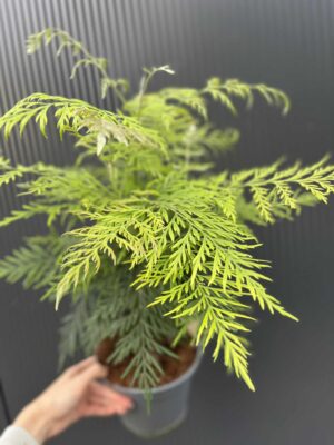 Grevillea robusta – Egzotyczne Drzewko Jedwabne