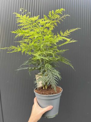 Grevillea robusta – Egzotyczne Drzewko Jedwabne