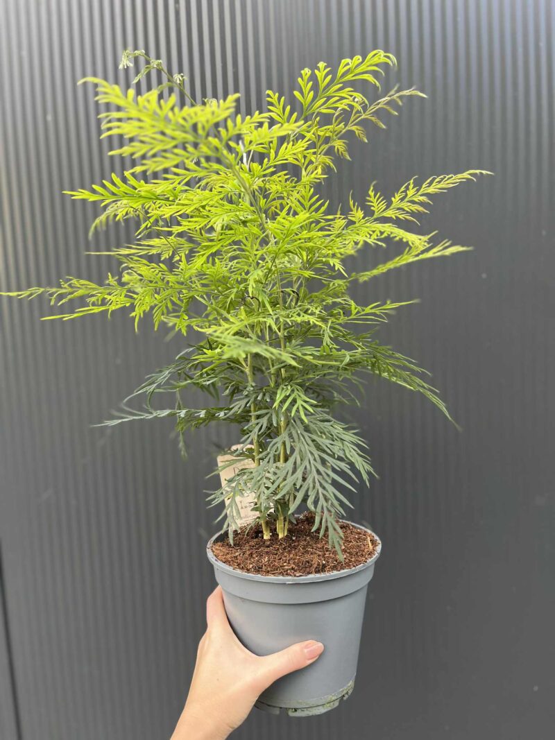 Grevillea robusta – Egzotyczne Drzewko Jedwabne