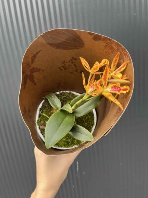 Epicatanthe Volcano Trick | Storczyk