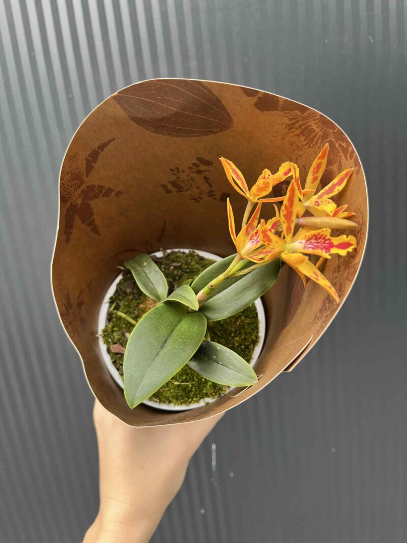 Epicatanthe Volcano Trick | Storczyk