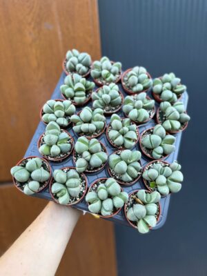 Lithops spp. & Pleiospilos nelii | Żywe Kamienie