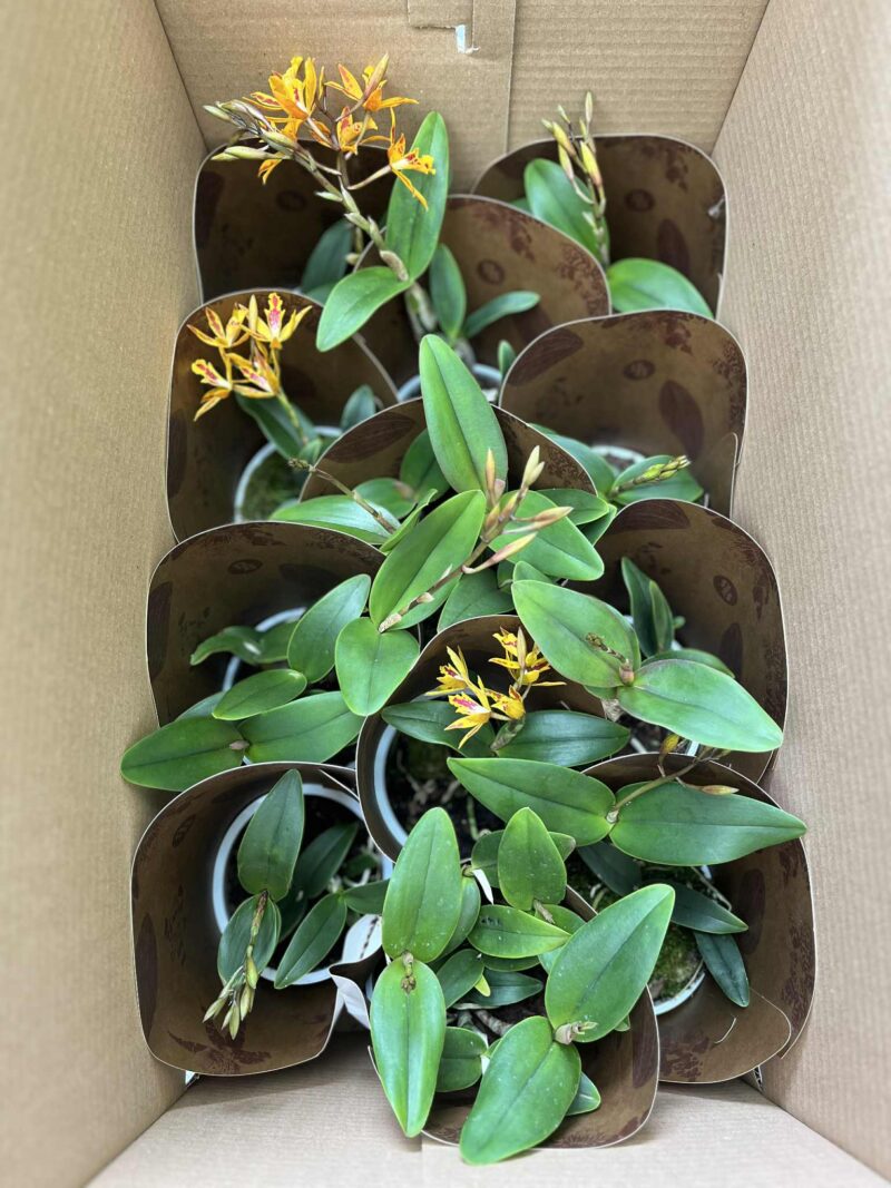 Epicatanthe Volcano Trick | Storczyk