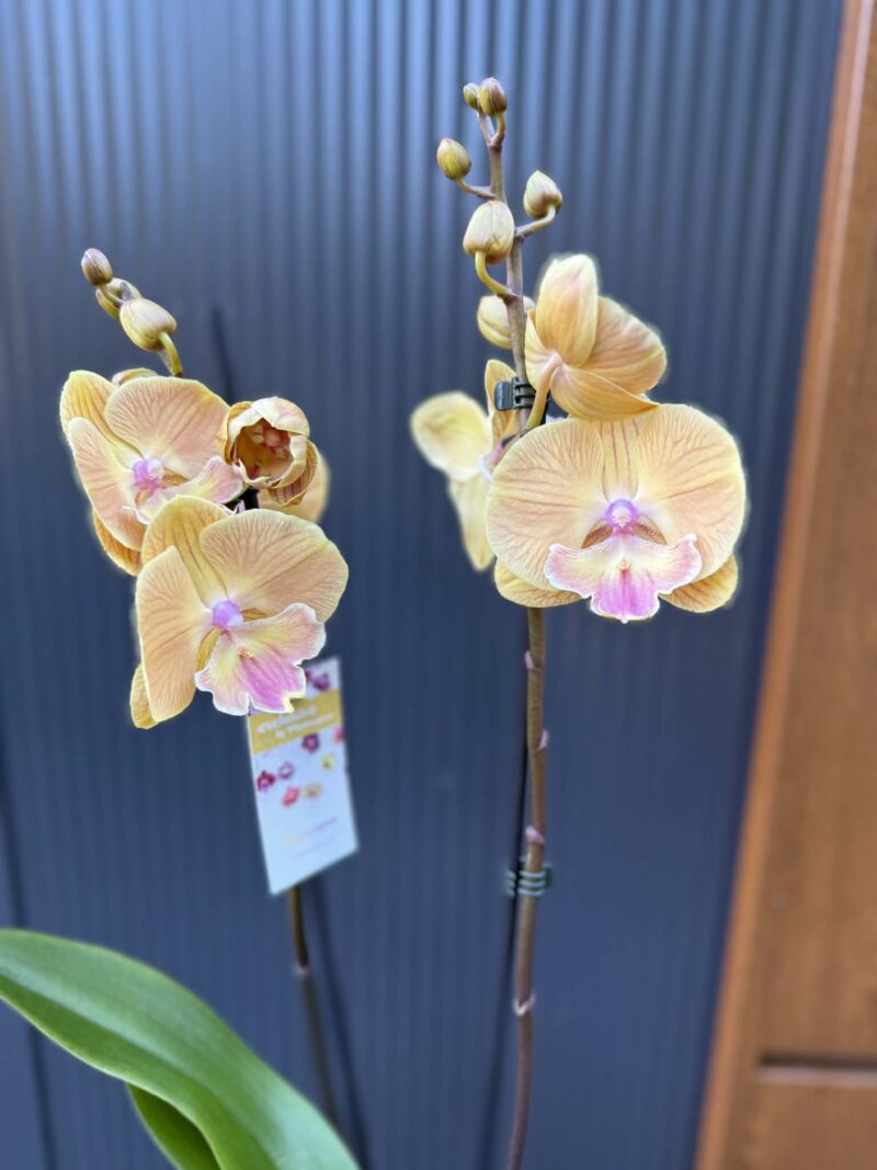 Phalaenopsis Limited 42