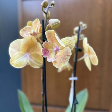 Phalaenopsis Limited 42