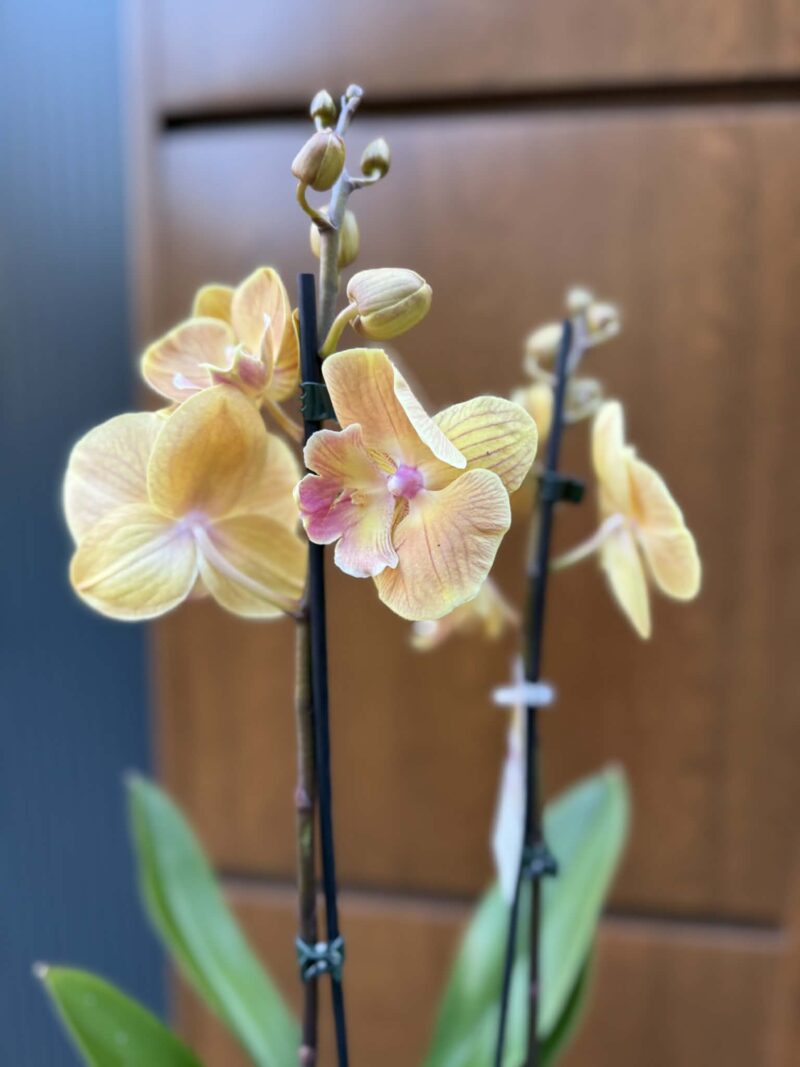 Phalaenopsis Limited 42