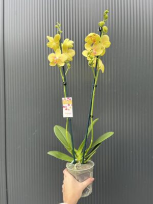 Phalaenopsis Inti Sun | Storczyk przekwitnięty