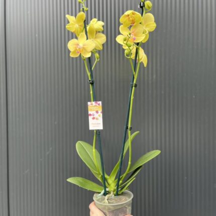 Phalaenopsis Inti Sun | Storczyk przekwitnięty