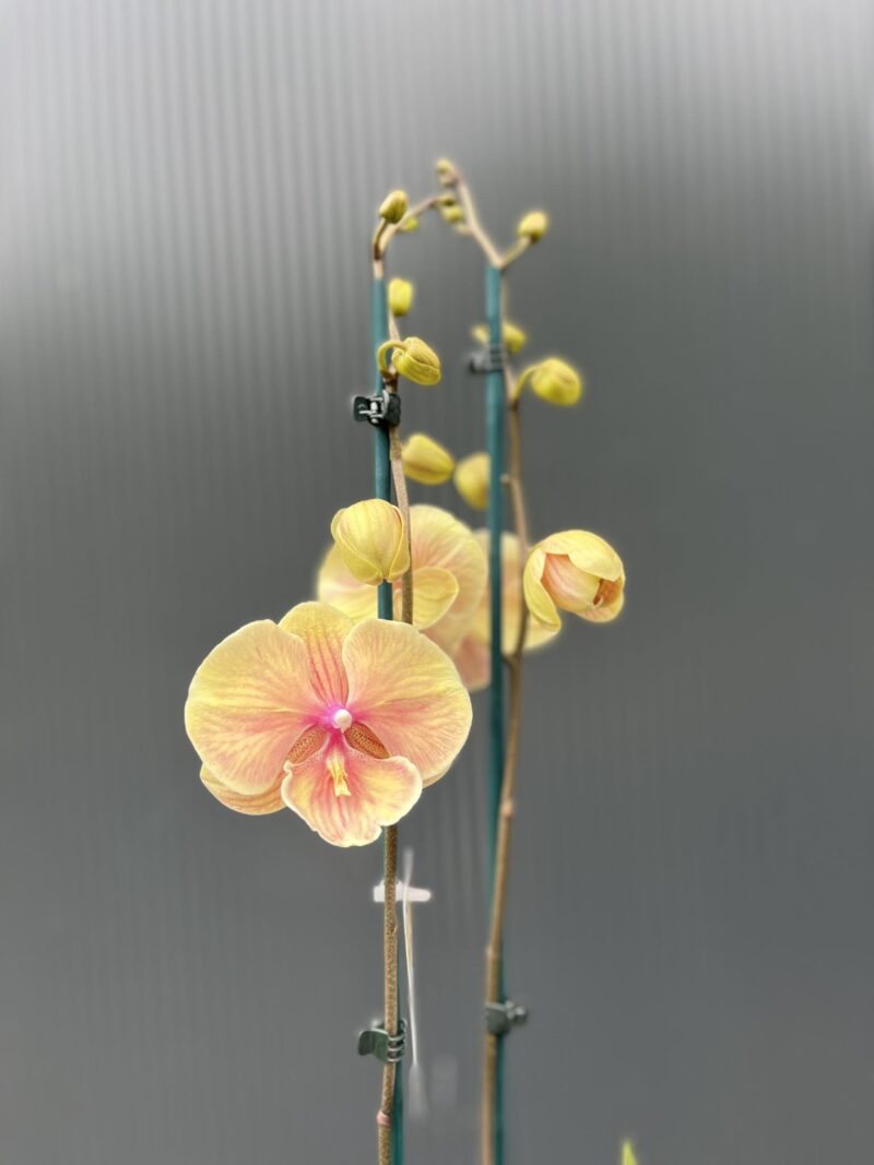 Phalaenopsis Daria | Storczyk